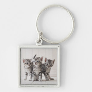Llavero Tres gatitos de Shorthair del americano