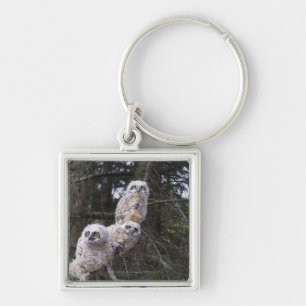 Llavero Tres grandes polluelos del búho de cuernos (bubó