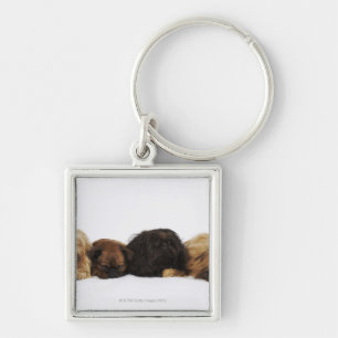 Llavero Tres perros de Pekingese y solo barro amasado que