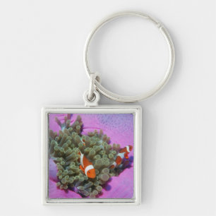 Llavero Tres pescados del payaso en la anémona de mar, ma