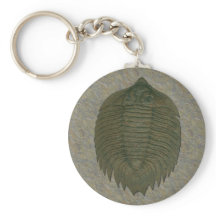 Trilobita fósil de Arctinrus Boltoni