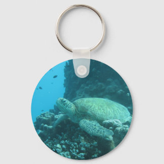 Llavero Turtle on Great Barrier Reef
