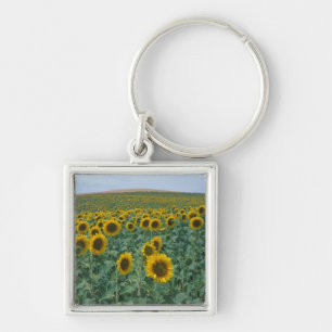 Llavero UE, Francia, Provenza, Campo de girasoles