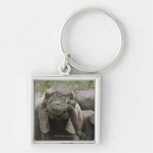 Llavero Un elefante africano joven (africana del