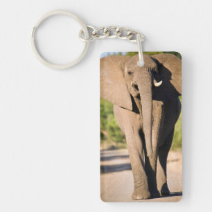 Llavero Un elefante africano (Loxodonta Africana) camina