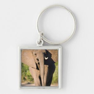 Llavero Un elefante africano (Loxodonta Africana) camina