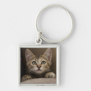 Llavero Un gatito muy dulce del Tabby
