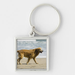 Llavero Un perro mojado en la playa