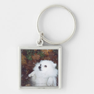 Llavero Un perro que miente en las hojas de otoño mojadas