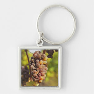 Llavero Un racimo de uvas Semillon mohoso en Ch Raymond La