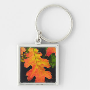 Llavero Una hoja de roble en Six Rivers National Forrest