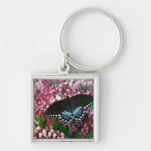 Llavero Una Mariposa de Azufre En La Familia Phoebis