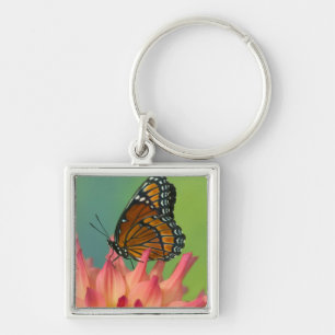 Llavero Una mariposa virrey en una Zinnia
