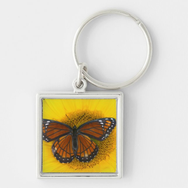 Llavero Una Mariposa Virrey | Limenitis Archippus (Frente)