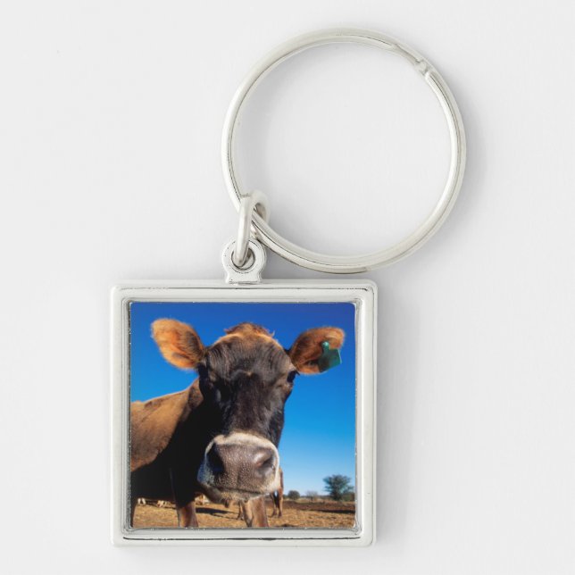 Llavero Una vaca Jersey siendo curiosa (Frente)