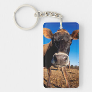 Llavero Una vaca Jersey siendo curiosa