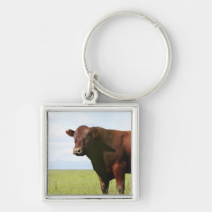 Llavero Vaca de ganado en campo