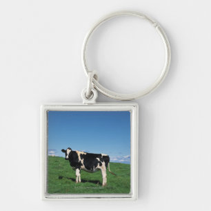 Llavero Vaca de Holstein que se coloca en el campo,