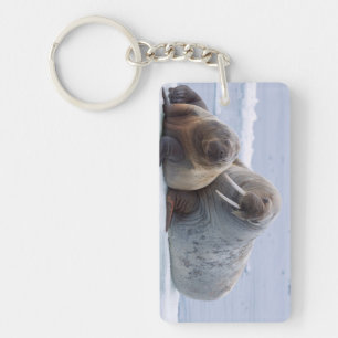 Llavero Vaca y reposo de ternera de Walrus en un hielo mar
