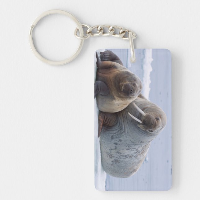 Llavero Vaca y reposo de ternera de Walrus en un hielo mar (Frente)