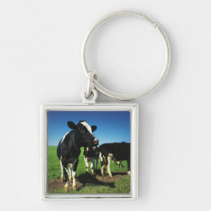 Llavero Vacas de Holstein en un campo