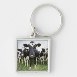 Llavero Vacas en una fila