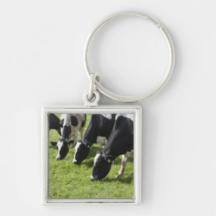 Llavero Vacas lecheras que pastan en pasto