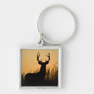 Llavero venado de cola blanca Odocoileus virginianus)