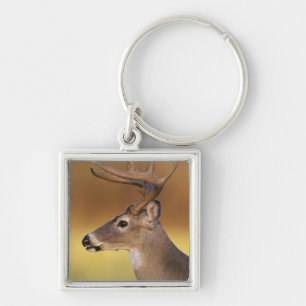 Llavero Venado de cola blanca, Odocoileus virginianus,