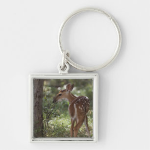Llavero Venado de cola blanca, Odocoileus virginianus