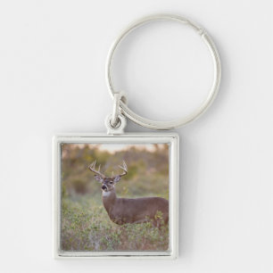 Llavero venado de cola blanca (Odocoileus virginianus) mac