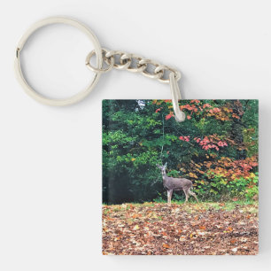 Llavero Venado en el bosque, Oregón