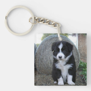 Llavero Vida de granja de cachorros de Border Collie,