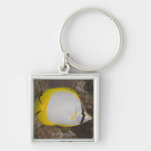 Llavero Vida subacuática, PESCADO: Spotfin colorido