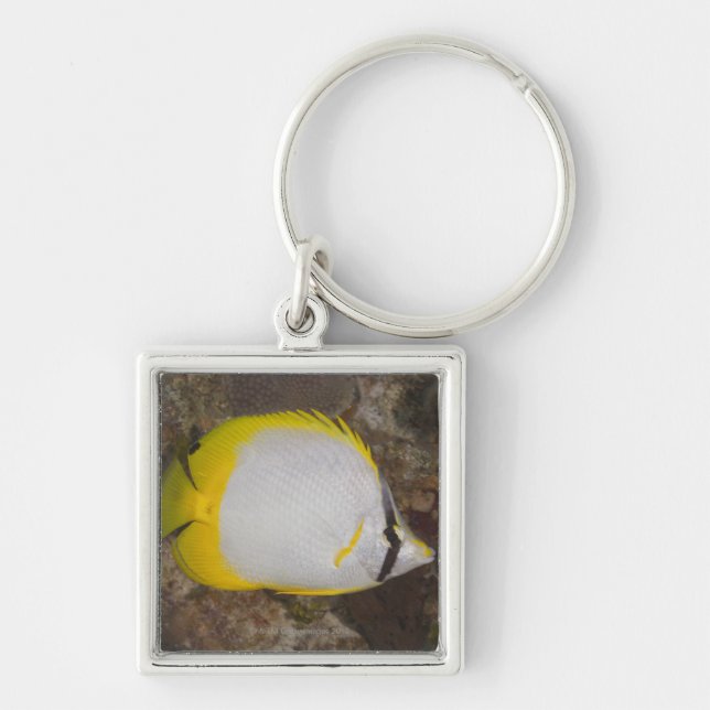 Llavero Vida subacuática, PESCADO: Spotfin colorido (Frente)