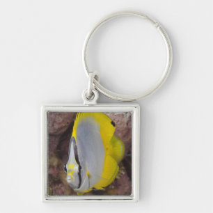 Llavero Vida subacuática, PESCADO:  Un tropical colorido