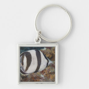 Llavero Vida subacuática; PESCADOS:  Un Butterflyfish
