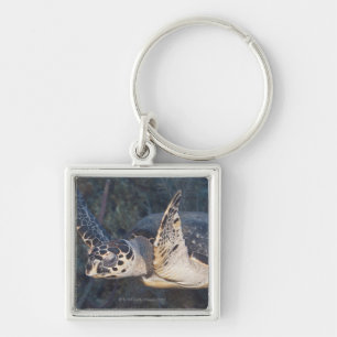 Llavero Vida subacuática: Una tortuga de mar de Hawksbill