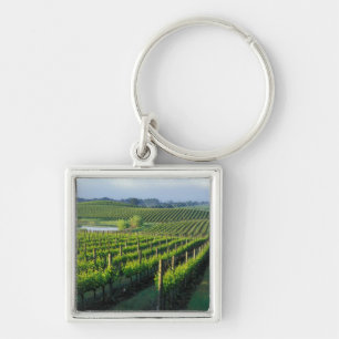 Llavero Viñas en hileras ordenadas en Napa, California