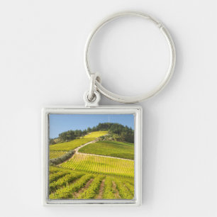 Llavero Viñedo, Stellenbosch, Cabo Occidental