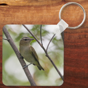 Llavero Vireo posado, pájaro cantor suave de bosque