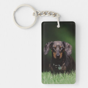 Llavero Vista de Dachshund de color moteado