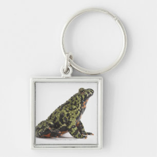 Llavero Vista lateral de un sapo hinchado fuego oriental