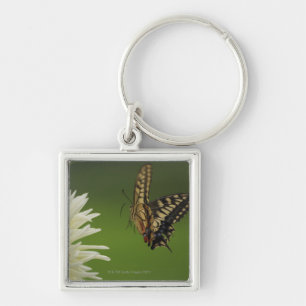 Llavero Vuelo de Swallowtail del Viejo Mundo