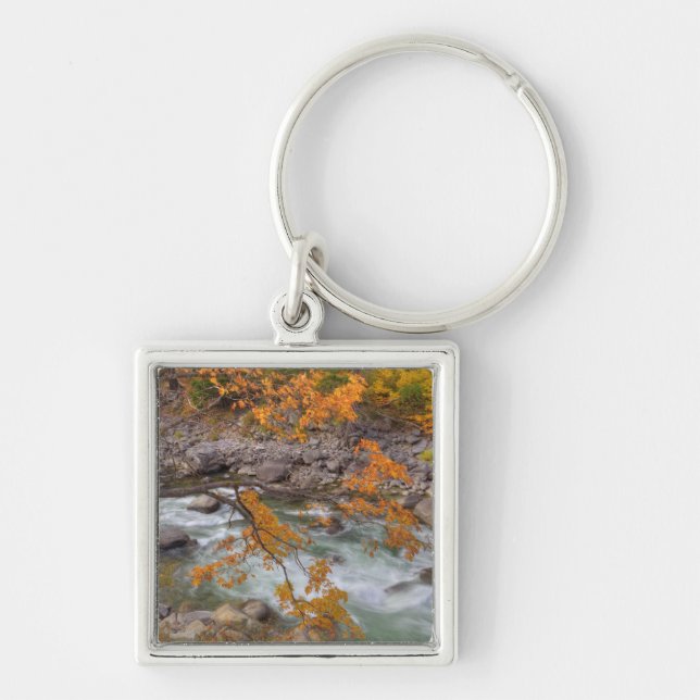 Llavero WA, Bosque Nacional Wenatchee, Árbol de arce y (Frente)