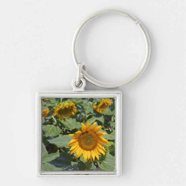 Llavero WA, Condado de Kittitas, Campo de Girasoles (Frente)