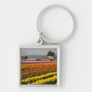 Llavero WA, Skagit Valley, campos Tulip en flor, en