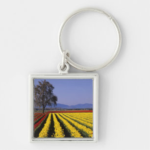 Llavero WA, Skagit Valley, Skagit Valley Tulip 2