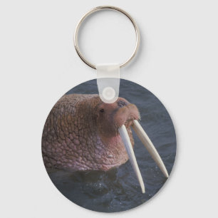 Llavero Walrus