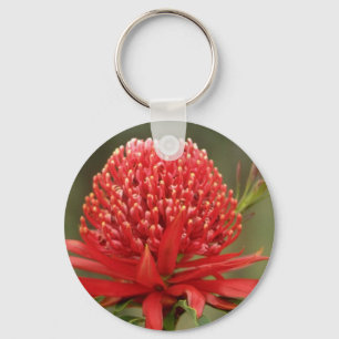 Llavero Waratah en la floración, flores de Australia
